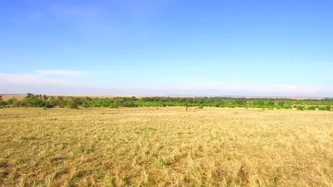 Maasai mara national reserve savanna at africa Stock Footage