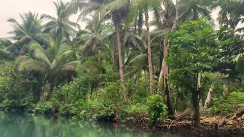 Maasin River Siargao Island, Philippines Stock Footage