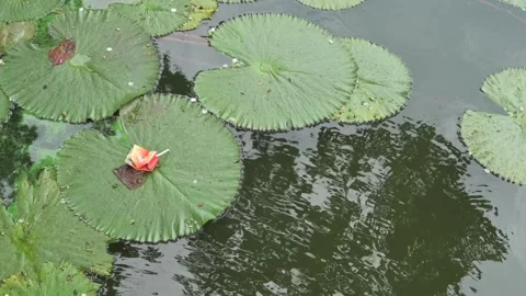 Maaza mango drink, used package lying over water lily leaf. Stock Footage 324580548
