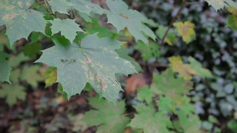 Mable leaves in the forest Stock Footage 73401210