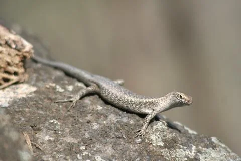 Mabuia Lizard Stock Photos
