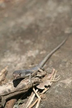 Mabuia Lizard Stock Photos