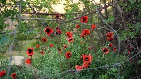 Mac flowers in the windy sunset Video stock 186973020