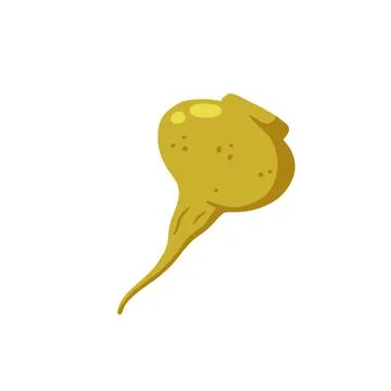Maca or Peruvian ginseng. Yellow vegetable. Turnip root. Stock Illustration