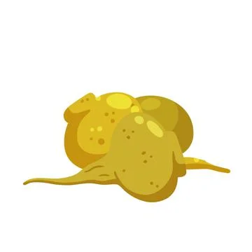Maca or Peruvian ginseng. Yellow vegetable. Turnip root. Stock Illustration