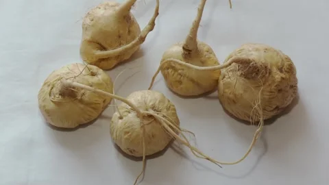 Maca (Peru-Ginseng). Still-life with a white background Stock Footage 297898710