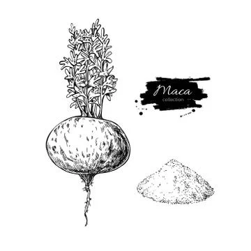 Maca plant and powder vector superfood drawing. Isolated hand dr Illustrazione stock