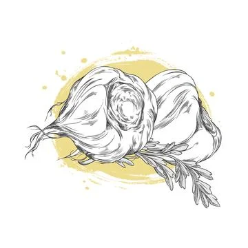 Maca root and leaves vector sketch, engraved hand drawn Maca Peruvian tuber Stock Illustration