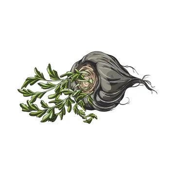 Maca root in black peel with leaves vector sketch, hand drawn Maca Peruvian Stock Illustration