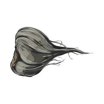 Maca root in black peel sketch, vector hand drawn Maca Peruvian tuber superfood Stock Illustration