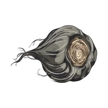 Maca root in black peel vector sketch, hand drawn Maca Peruvian tuber superfood Stock Illustration