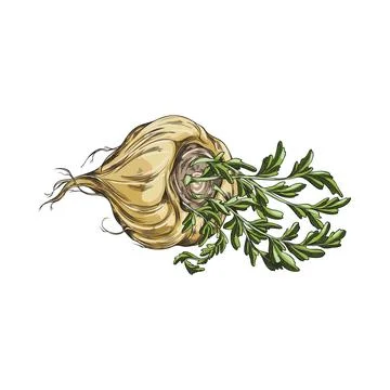 Maca root in brown peel with leaves vector sketch, hand drawn tuber vegetable Stock Illustration