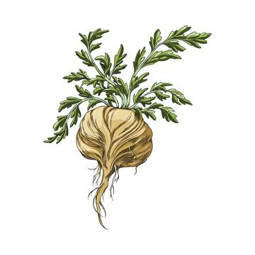 Maca root in brown peel with leaves sketch, vector hand drawn tuber vegetable Stock Illustration
