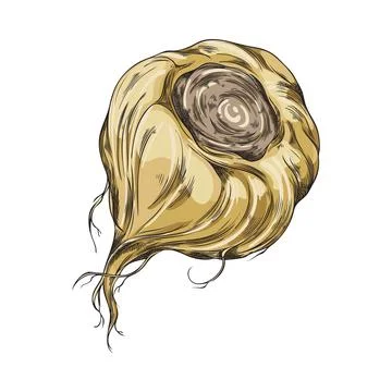 Maca root in brown peel sketch, vector hand drawn Maca Peruvian tuber superfood Stock Illustration