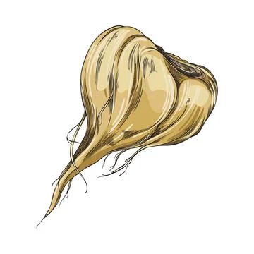 Maca root in brown peel vector sketch, hand drawn Maca Peruvian tuber superfood Stock Illustration