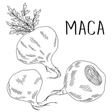 Maca root graphic set black white isolated illustration vector Stock Illustration