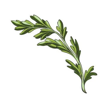 Maca root leaves sketch icon, vector hand drawn Maca Peruvian green foliage Stock Illustration