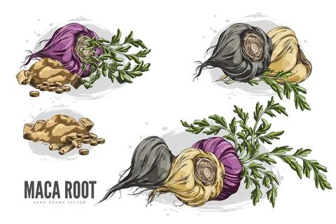 Maca root with leaves, supplement tablets and powder product sketch vector set Stock Illustration