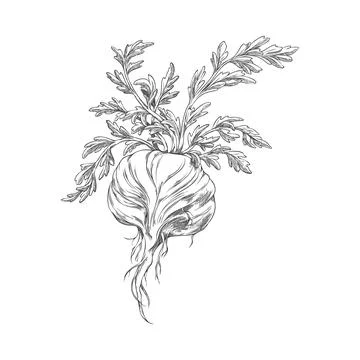 Maca root leaves vector ink sketch, hand drawn engraved Maca Peruvian tuber Stock Illustration