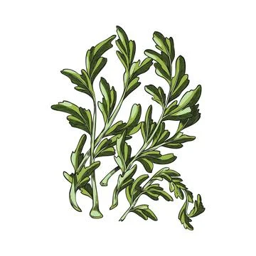 Maca root leaves vector sketch icon, hand drawn Maca Peruvian green foliage Stock Illustration