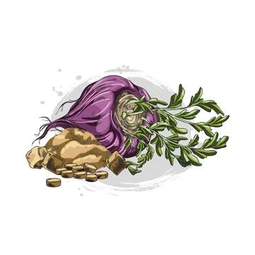 Maca root in purple peel with leaves, supplement tablets and powder product Stock Illustration
