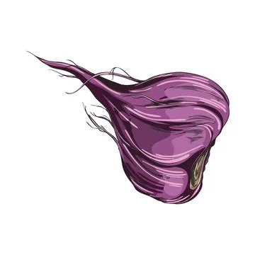 Maca root in purple peel vector sketch, hand drawn Maca Peruvian tuber superfood Stock Illustration