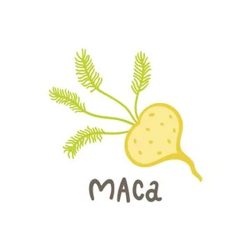 Maca root superfood. Stock Illustration