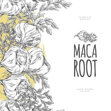 Maca roots, leaves, seamless border vector hand drawn engraved design, Maca Stock Illustration
