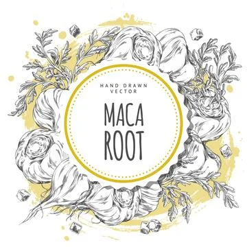 Maca roots with leaves vector sketch, super food round label design ink style Stock Illustration