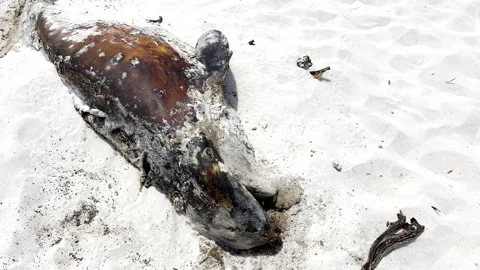 Macabre long-finned pilot whale carcass remains decomposing on white sandy beach Stock Footage 330977278