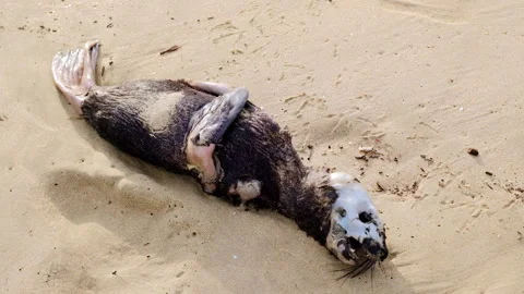 Macabre scene of dead decomposing seal pup carcass washed up on sandy beach Stock Footage 340427720