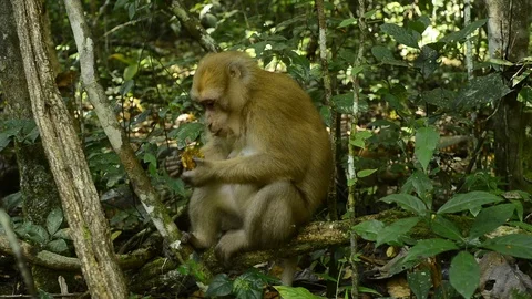 Macaca assamensis monkey in forest Thailand Stock Footage 101132751