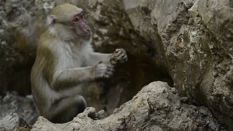 Macaca assamensis monkey in forest Thailand Stock Footage 101133443