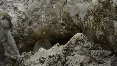 Macaca assamensis monkey in forest Thailand Stock Footage 101133493