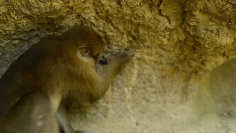 Macaca assamensis monkey in forest Thailand Stock Footage 101133620