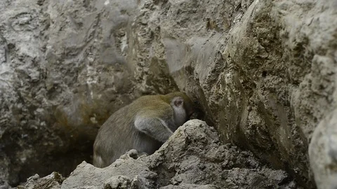 Macaca assamensis monkey in forest Thailand Stock Footage 101133769