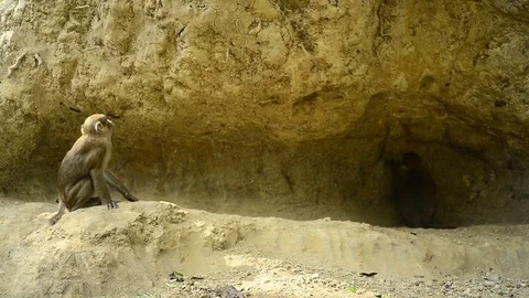 Macaca assamensis monkey in forest Thailand Stock Footage 101133903