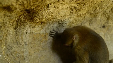 Macaca assamensis monkey in forest Thailand Stock Footage 101133911