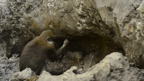 Macaca assamensis monkey in forest Thailand Stock Footage 101133938