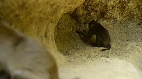 Macaca assamensis monkey in forest Thailand Stock Footage 101134043