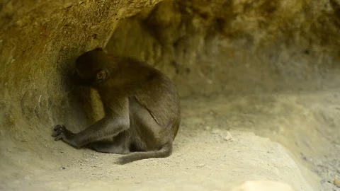 Macaca assamensis monkey in forest Thailand Stock Footage 101134306