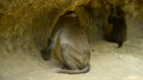 Macaca assamensis monkey in forest Thailand Stock Footage 101134371