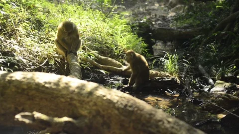 Macaca assamensis monkey in forest Thailand Stock Footage 101134515