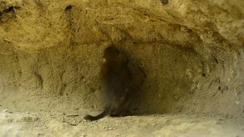 Macaca assamensis monkey in forest Thailand Stock Footage 101134532