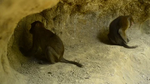 Macaca assamensis monkey in forest Thailand Stock Footage 101134629