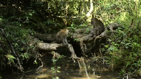Macaca assamensis monkey in forest Thailand Stock Footage 101134648