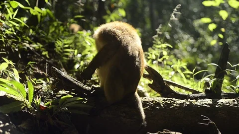 Macaca assamensis monkey in forest Thailand Stock Footage 101134874
