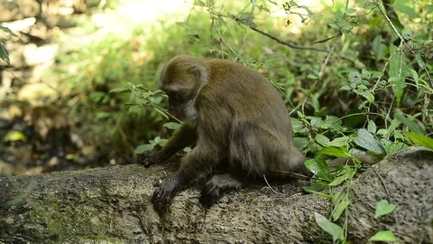 Macaca assamensis monkey in forest Thailand Stock Footage 101134880