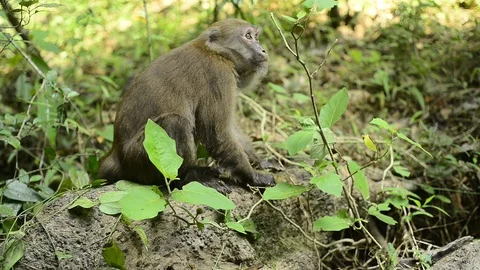 Macaca assamensis monkey in forest Thailand Stock Footage 101134926