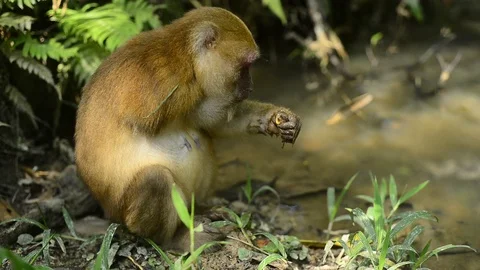 Macaca assamensis monkey in forest Thailand Stock Footage 101135134